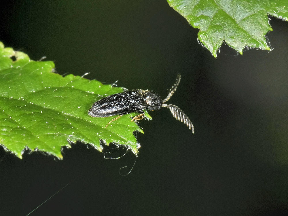 Microrhagus lepidus (cf.)  - Eucnemidae